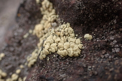 Rhizoplaca aspidophora
