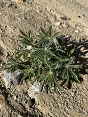 Lupinus havardii