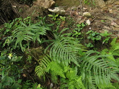 Pentarhizidium