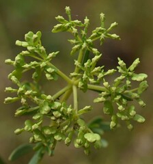 Platysace valida