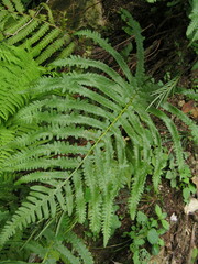Pentarhizidium