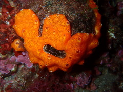Polysyncraton lacazei