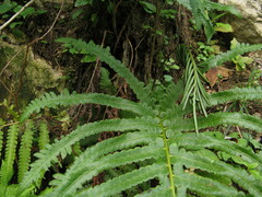 Pentarhizidium