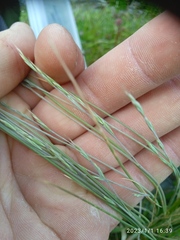 Festuca matthewsii