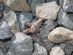 Phaulacridium marginale