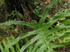Pentarhizidium