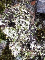 Phaeophyscia pusilloides