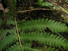 Pentarhizidium