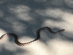 Pantherophis ramspotti