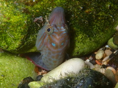 Lepadogaster lepadogaster