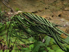 Pentarhizidium