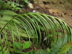 Pentarhizidium