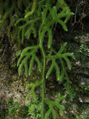 Lycopodium japonicum