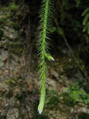 Lycopodium japonicum