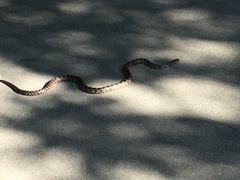 Pantherophis ramspotti