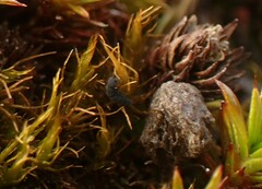 Cryptopygus antarcticus