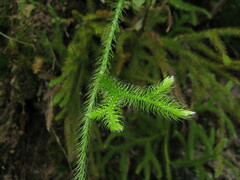 Lycopodium japonicum