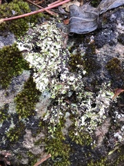 Phaeophyscia pusilloides