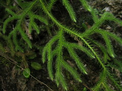 Lycopodium japonicum