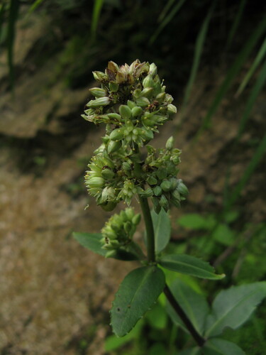 Hylotelephium verticillatum iNat (2)