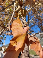 Platanus rzedowskii