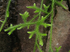 Lycopodium japonicum