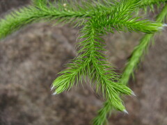 Lycopodium japonicum