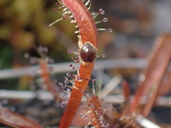 Adoxellus flavihirtus