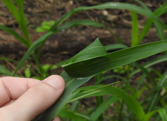 Cheiracanthium inclusum
