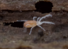Rhagidiidae