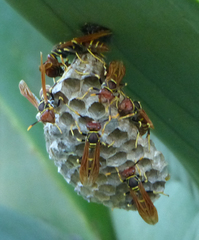 Polistes crinitus