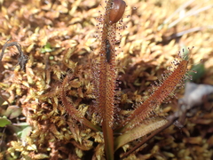 Drosera arcturi