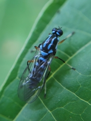 Raphiocera