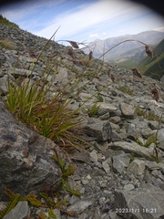 Luzula traversii traversii