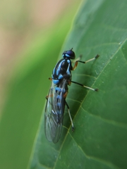 Raphiocera