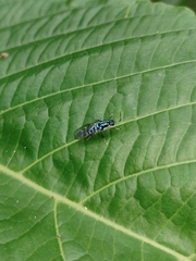 Raphiocera
