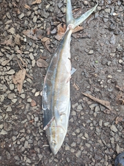 Elagatis bipinnulata