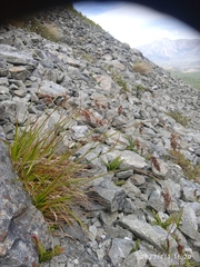 Luzula traversii traversii