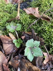 Ranunculus recurvatus