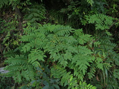 Osmunda japonica