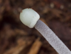 Mycena subcaerulea