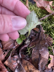 Ranunculus recurvatus