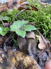 Ranunculus recurvatus