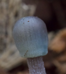 Mycena subcaerulea