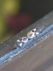 Oxycarenus luctuosus