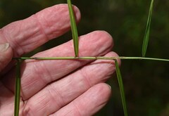 Ottochloa nodosa