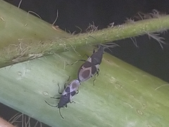 Oxycarenus luctuosus