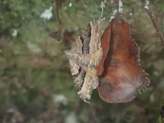 Hydriomena deltoidata