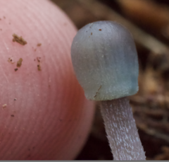 Mycena subcaerulea