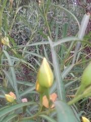 Ludwigia longifolia